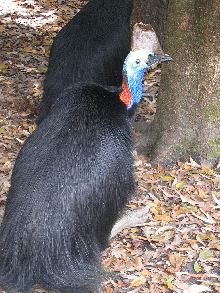 CairnsTC208 Cairns Tropical Zoo.jpg